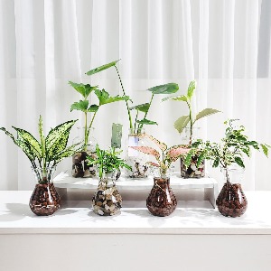 공기정화식물 소품 관엽수경재배 DIY 세트